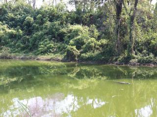 Chitwan Jungle Safari 
🌿 Discover the beauty of Chitwan – where nature, wildlife, and culture come together in perfect harmony. From the majestic one-horned rhino to breathtaking jungle safaris and vibrant Tharu traditions, Chitwan is truly the spark of Nepal’s natural heritage. ✨🐘🌳

#ChitwanNationSpark #Chitwan #VisitNepal #NatureLovers #WildlifeAdventure #JungleSafari #NepalTourism #RhinoLand #ExploreChitwan #TravelNepal
