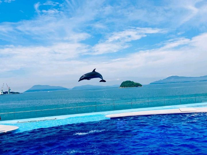 香川旅【瀬戸内海をバックに絶景イルカショー|四国水族館】 | Trip.com