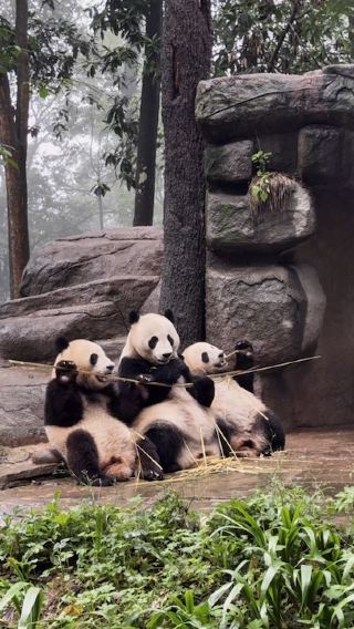 Where to see Pandas nearby Chengdu