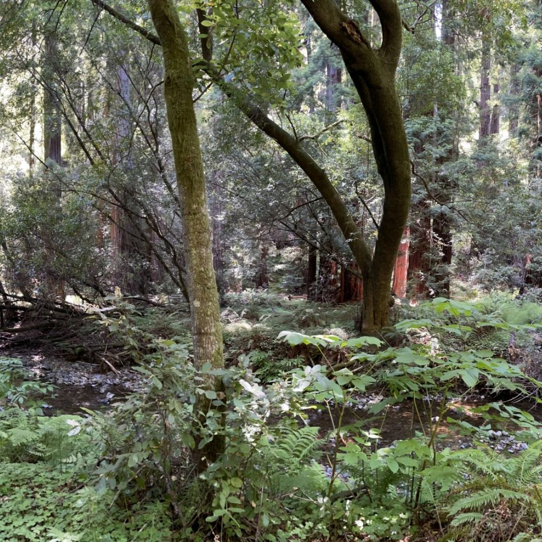Muir Woods Monument 