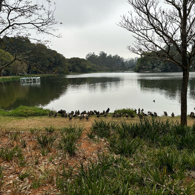 Lovely park in São Paulo 