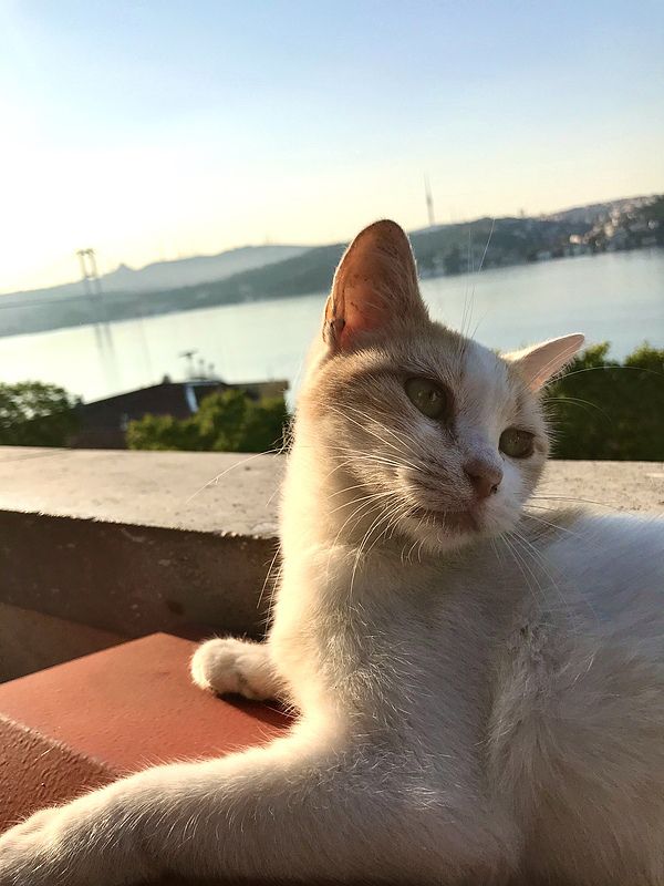Istanbul Cats Rule the City: 5 Furry Facts You’ll Love 😻
