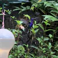 Visit Hummingbird gardens Costa Rica 