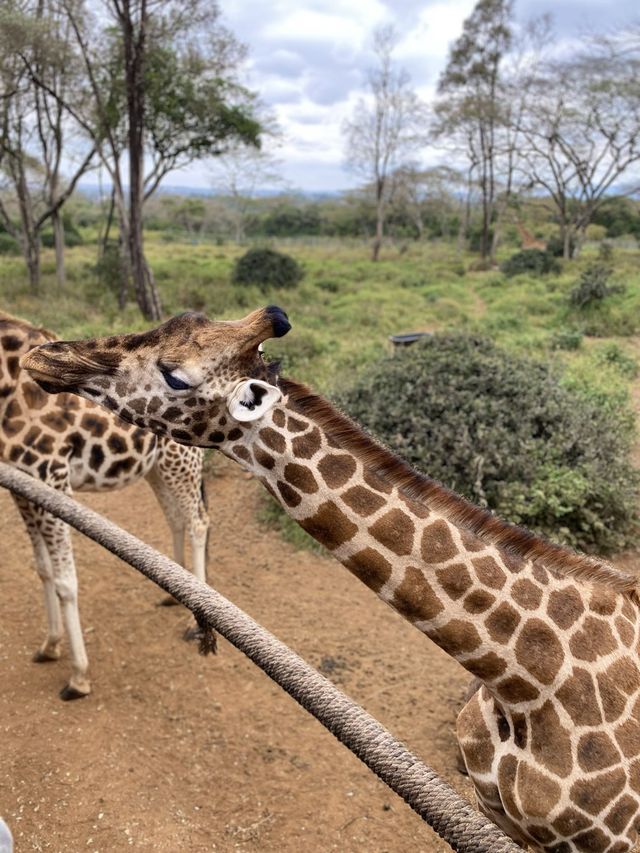 🇰🇪 케냐 기린 센터 🦒