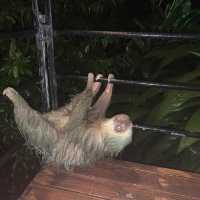 Fantastic one night stay in the rainforest 