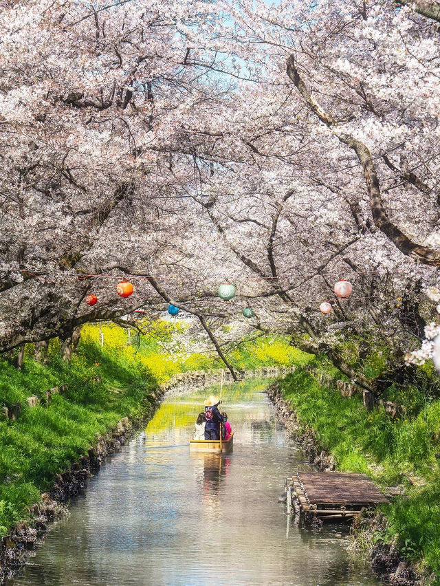 🌸 신가시 강 🌸