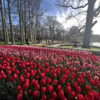 Keukenhof at Amsterdam💐 