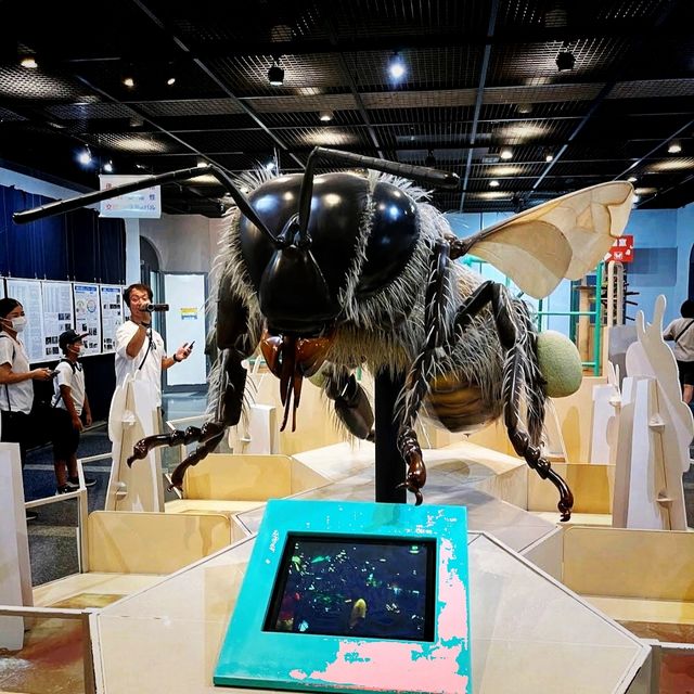 🐛伊丹市昆蟲館🐝日本標本數量最多的展覽
