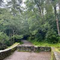 A Picturesque Walk Around Muckross Lake 🌲