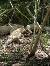 Trip to Komodo, Indonesia: A Wild Adventure 