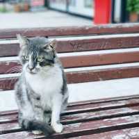 🤩Discover the paradise of cats  🐈‍⬛🐈‍⬛🐈‍⬛🇹🇷