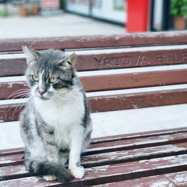 🤩Discover the paradise of cats  🐈‍⬛🐈‍⬛🐈‍⬛🇹🇷