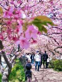 KAWAZU ZAKURA: JAPAN’S EARLIEST CHERRY BLOSSOM CELEBRATION 🌸🌸✨