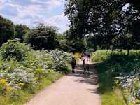 🦌 Royal Wilderness Escape: Richmond Park Adventure