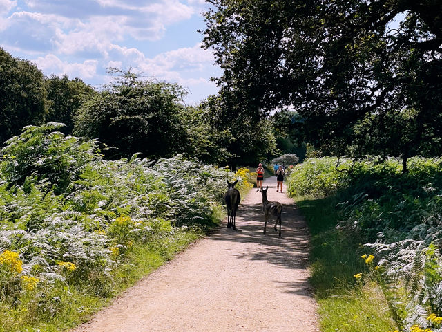🦌 Royal Wilderness Escape: Richmond Park Adventure