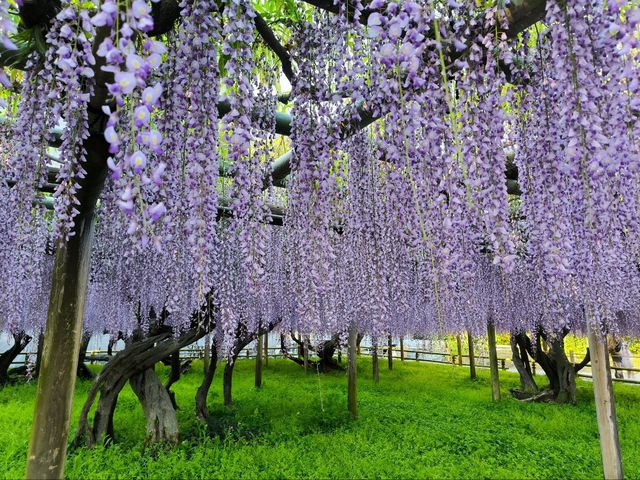 Missed the cherry, got wisteria and azalea blossomimg at Byodo-in