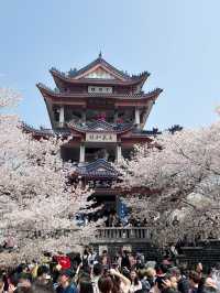 Wuxi’s Cherry Blossom Forest – What a Find!!