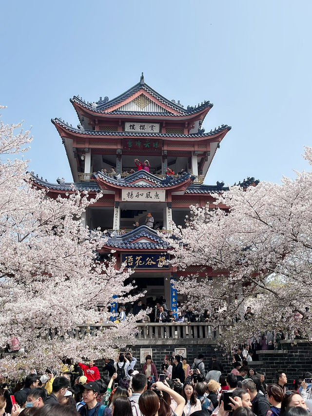 Wuxi’s Cherry Blossom Forest – What a Find!!