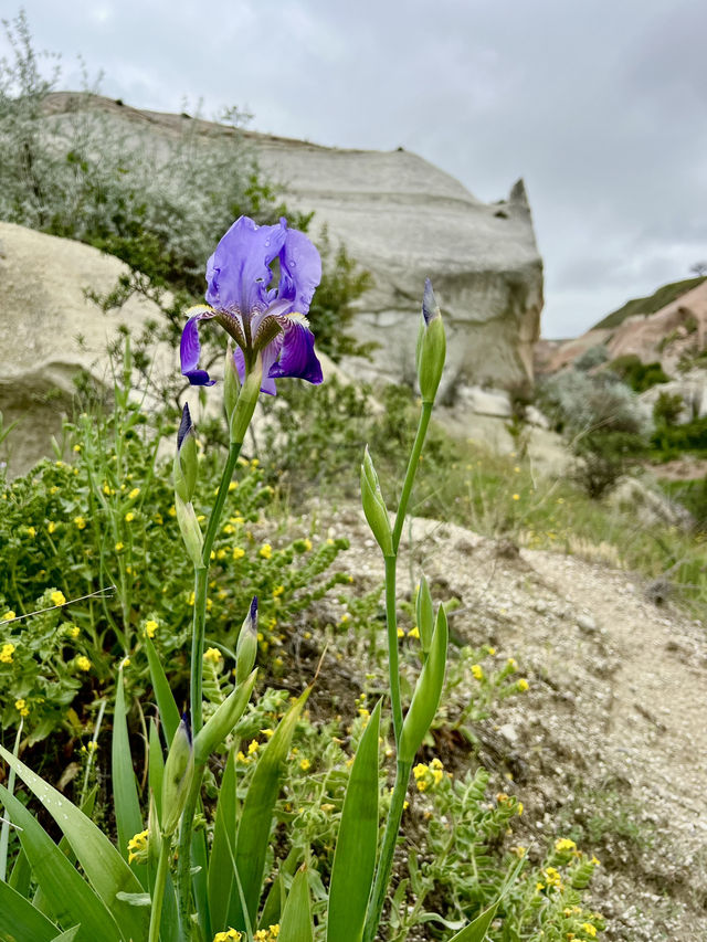 Cappadocia: Rose Valley in Bloom