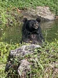 Signature Phu Quoc Safari ! Must see!