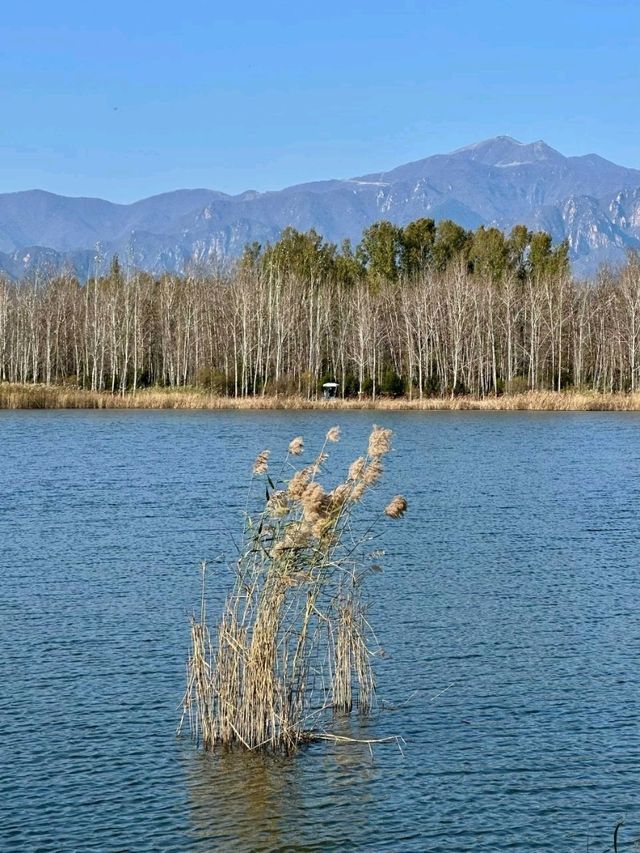 Autumn Light and Wind at Yanqi Lake 🌾💨