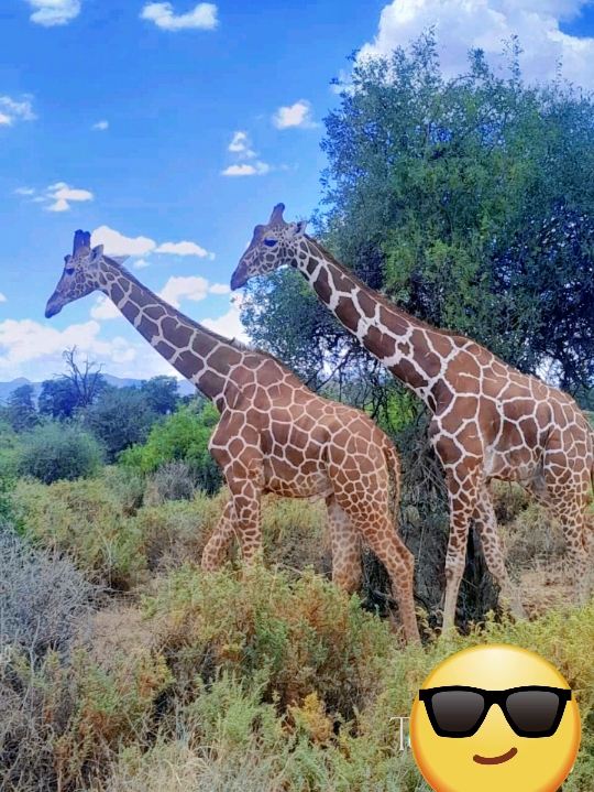 Kenya wildlife escape package