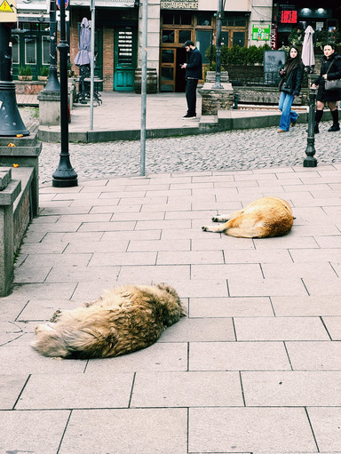 都市景観と猫デザインの帯 🇬🇪動物好き必見！トビリシの街角は猫と犬とアートで溢れる癒やし空間