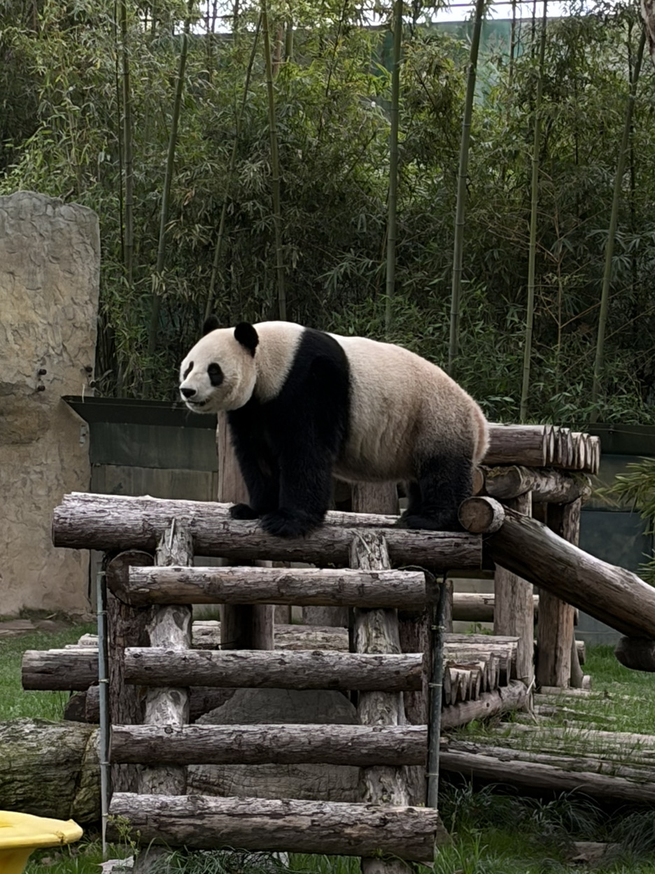 Shanghai Wild Animal Park: Is it worth a visit and what you need to know

Absolutely—yes, it's worth it. 
If you want to see animals in environments close to their natural habitats, this zoo is a must-visit. It's one of the largest of its kind in Asia.

🔥 Additional activities (for an extra fee)

· Safari park ride: If your budget allows, get a VIP ticket (100 RMB)—it's a truly unique experience. On the standard bus, the animals are also close, but you aren't allowed to feed them.
· Boat ride through the water area. 
· Animal feeding—such as capybaras, red pandas, flamingos, giraffes, and more.

💡 Checklist for your visit:
🎟️ Tickets—it's best to book in advance on Trip.com to avoid waiting in line.
Prices range from 150–160 RMB. Discounted tickets are available for children, students, and seniors.
❗️Important: General admission does not include the safari ride, animal feeding, etc.
❗️Always check the opening hours and current prices before your visit. 
👟 Expect to walk 15,000 to 20,000 steps, so wear comfortable shoes and apply sunscreen.
If you don't feel like walking, you can rent an electric cart inside.
🍟 There is a food court inside, but the prices are above average. You might want to bring your own snacks.

The park is perfect for family outings and anyone looking to escape the hustle and bustle of the city.
I recommend setting aside at least 4–5 hours for your visit.