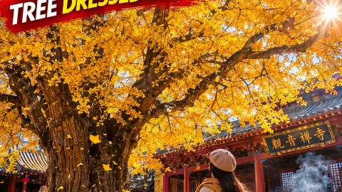  Xi’an: A thousand-year-old tree dressed in gold 🏯 — traveler post in Xi'an