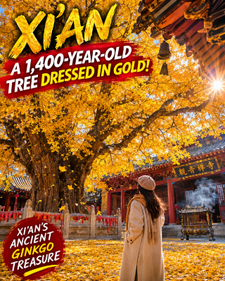  Xi’an: A thousand-year-old tree dressed in gold 🏯