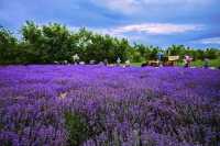 Provence | Lavender Field Travel Guide