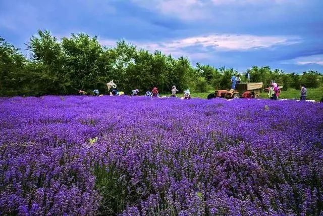 Provence | Lavender Field Travel Guide