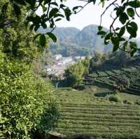 Relaxing Greens at Longjing Village