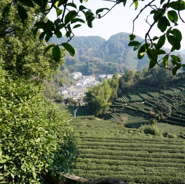 Relaxing Greens at Longjing Village