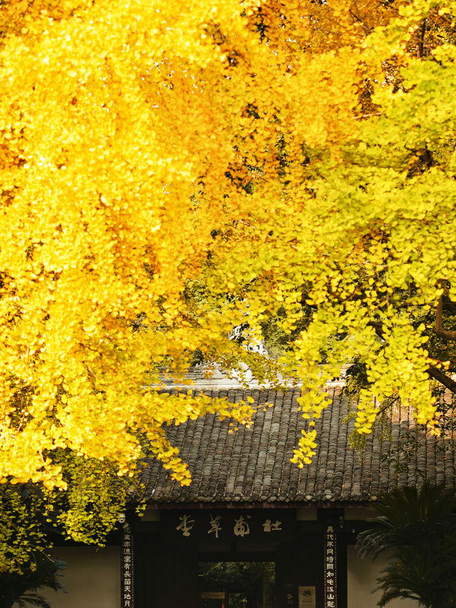 不是北京是成都！！紅牆銀杏正當時！！