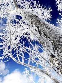 Discover the Unpredictable Beauty of Rapidly Changing Seasons 🌦️🥵
