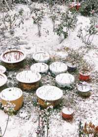 在合肥,總要去開福寺看一場初雪吧