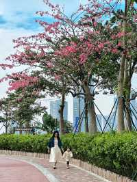 橫琴花海長廊異木棉開花啦！親子野餐好舒服~