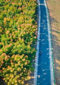 眼前一亮:「海上」自行車道