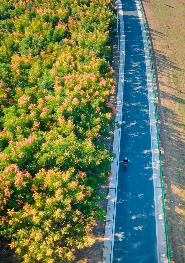 眼前一亮:「海上」自行車道 眼前一亮:「海上」自行車道