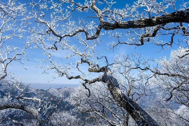 冬遊指南|金寨馬鬃嶺霧凇美景