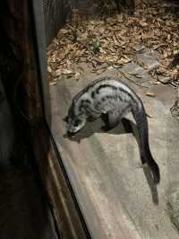 在清邁夜間動物園打卡，親密接觸可愛的動物