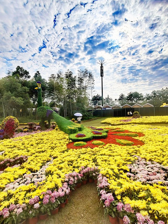 義烏植物園，菊韻醉金秋