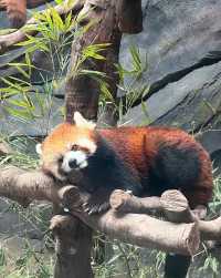 武漢動物園去了哇塞⊙ω⊙