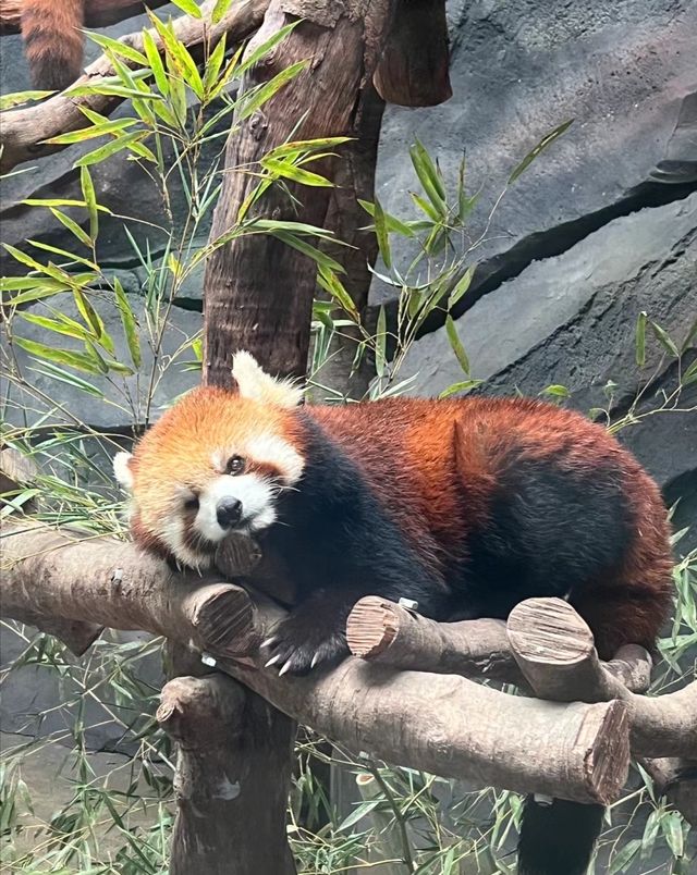 武漢動物園去了哇塞⊙ω⊙