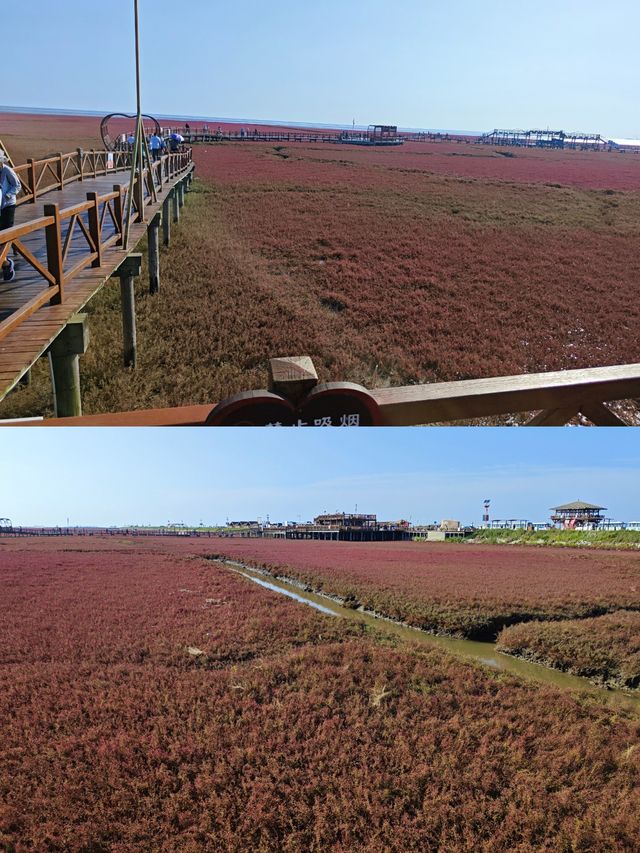 盤錦紅海灘！吃正宗美味河蟹！