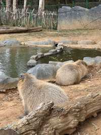 雲南野生動物園！超詳細攻略！