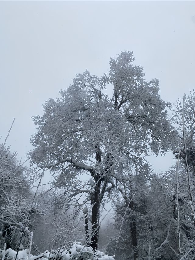 遠離人群，這個地方太適合雪地撒歡啦