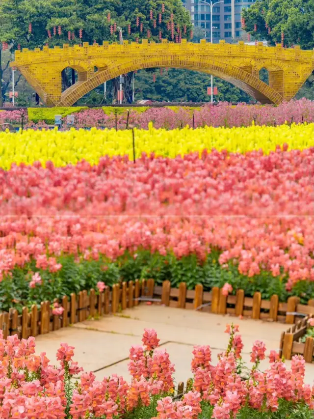 広州市中心は再び花の海になりました、直行