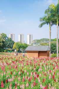 市區花海人太多廣佛這無人花海和棧道更絕